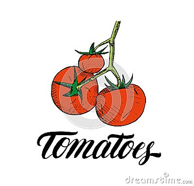 Tomatoes hand drawn illustration Vector Illustration